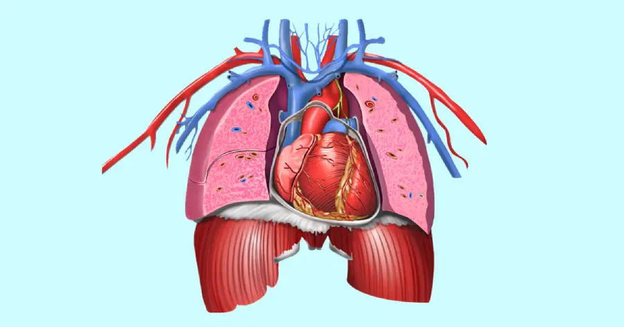 Surface projections of a human chest anatomy in immersive learning.